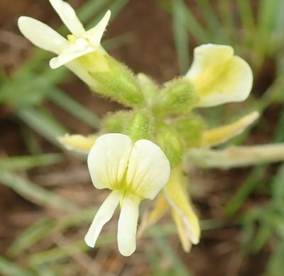 Eriosema kraussianum, photographed by Peter Warren