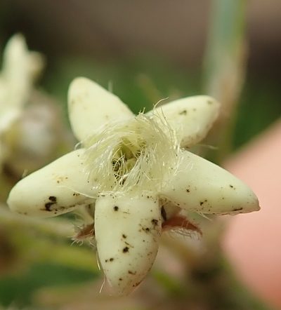 Sisyranthus trichostomus, photographed by Peter Warren