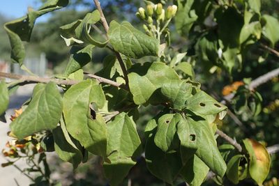 Distephanus divaricatus, photographed by Robert Taylor