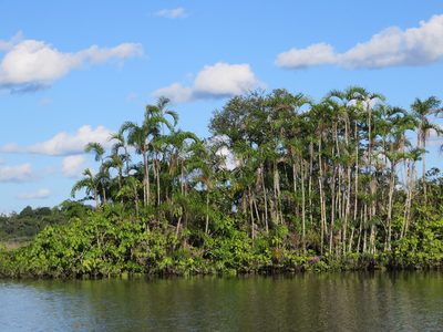 Bactris riparia, photographed by Jens-Christian Svenning