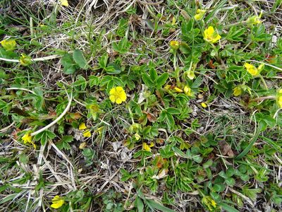 Potentilla brauneana, photographed by Christian Berg