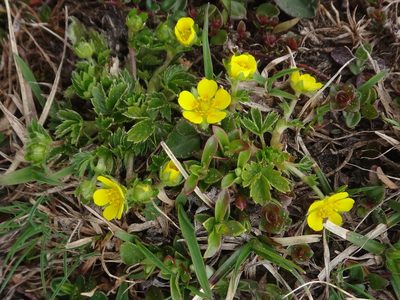 Potentilla brauneana, photographed by Christian Berg