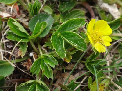 Potentilla brauneana, photographed by Christian Berg