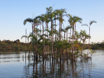 Bactris riparia, photographed by Jens-Christian Svenning