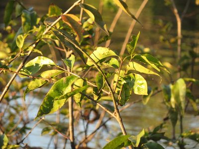 Myrciaria dubia, photographed by Jens-Christian Svenning