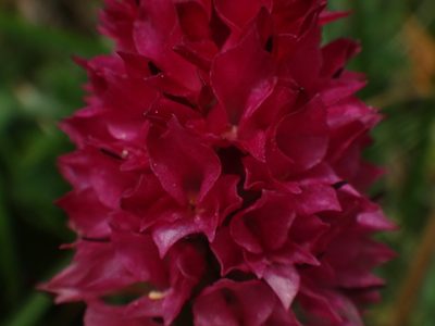 Gymnadenia bicolor, photographed by Christian Berg