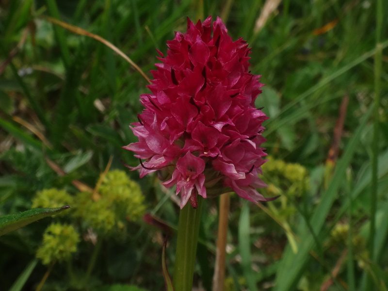 Gymnadenia bicolor, photographed by Christian Berg