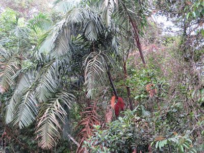 Oenocarpus mapora, photographed by Jens-Christian Svenning