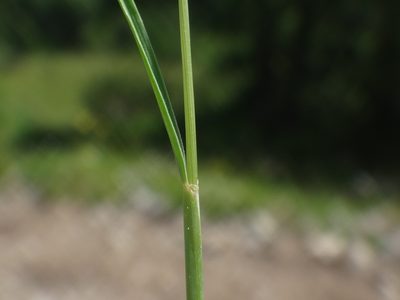 Festuca rupicaprina, photographed by Christian Berg