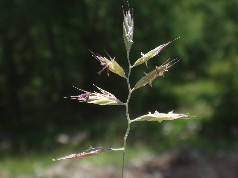 Festuca rupicaprina, photographed by Christian Berg