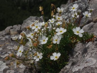 Androsace lactea, photographed by Christian Berg