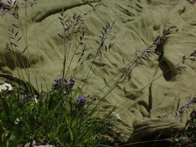Festuca rupicaprina, photographed by Christian Berg