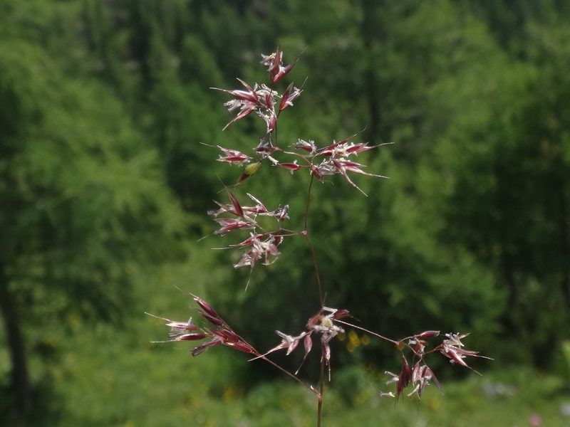 Agrostis rupestris, photographed by Christian Berg