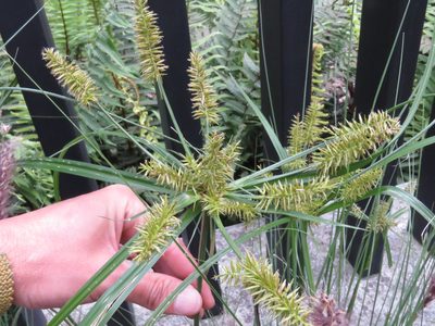 Cyperus hermaphroditus, photographed by Juan Carlos Caicedo Hernández