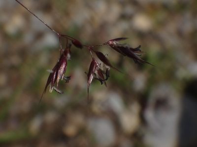 Agrostis rupestris, photographed by Christian Berg
