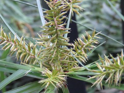 Cyperus hermaphroditus, photographed by Juan Carlos Caicedo Hernández