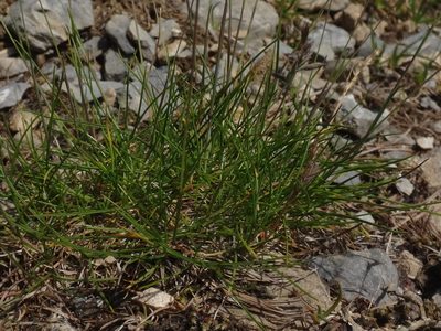 Agrostis rupestris, photographed by Christian Berg