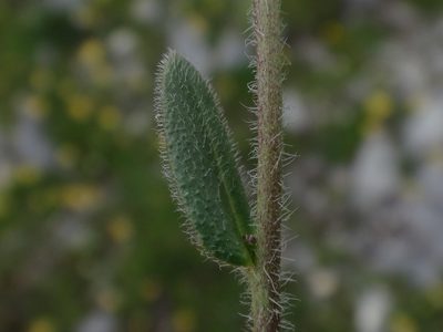 Arabis ciliata, photographed by Christian Berg