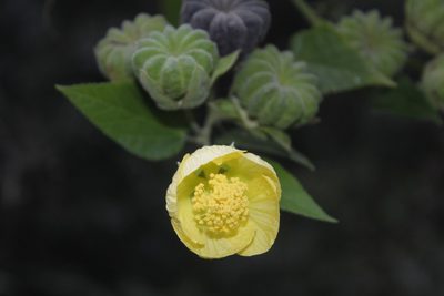Callianthe purpusii, photographed by Juan Cruzado Cortés