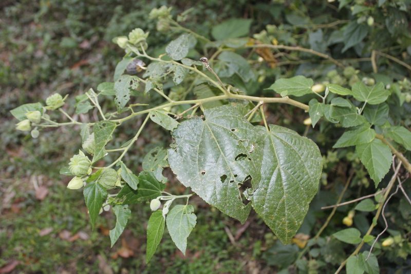 Callianthe purpusii, photographed by Juan Cruzado Cortés