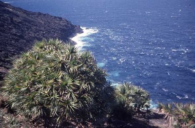 Pandanus vandermeeschii, photographed by Simon Tonge
