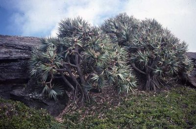 Pandanus vandermeeschii, photographed by Simon Tonge