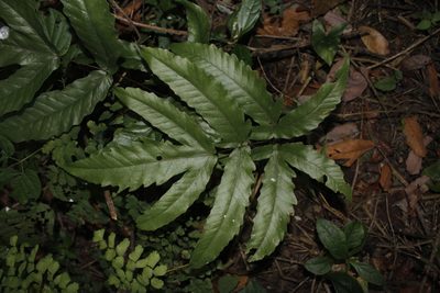 Tectaria heracleifolia, photographed by Juan Cruzado Cortés