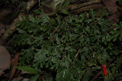 Selaginella stenophylla, photographed by Juan Cruzado Cortés
