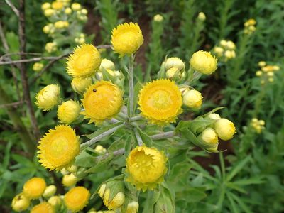 Helichrysum ruderale, photographed by Peter Warren