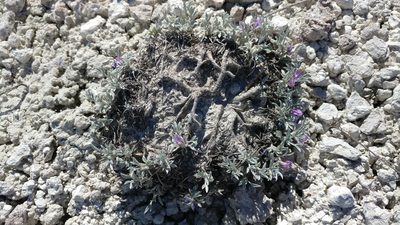 Astragalus barrii, photographed by Brian Dickerson