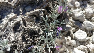 Astragalus barrii, photographed by Brian Dickerson