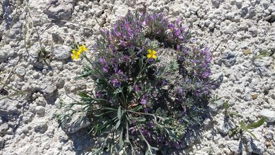 Astragalus barrii, photographed by Brian Dickerson