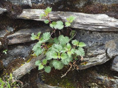 Urtica taiwaniana, photographed by 葉子