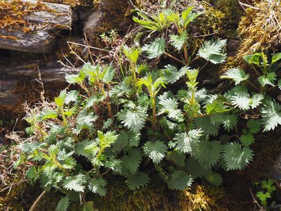 Urtica taiwaniana, photographed by 葉子
