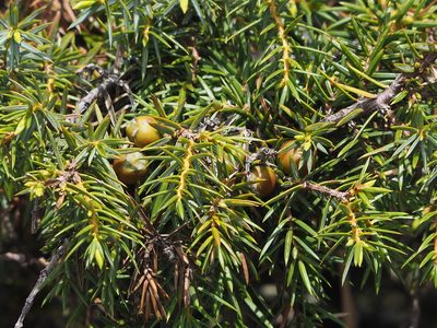 Juniperus formosana, photographed by 葉子