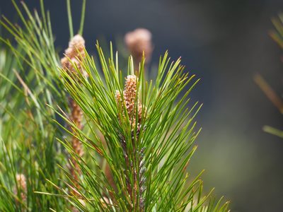 Pinus taiwanensis, photographed by 葉子