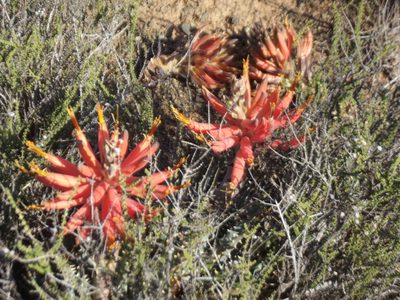Aloe longistyla, photographed by Dave Brown