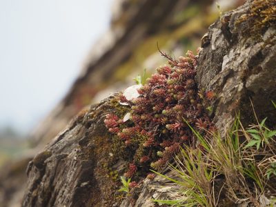 Sedum morrisonense, photographed by 葉子