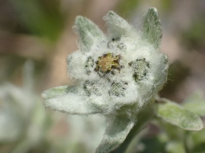 Leontopodium microphyllum, photographed by 葉子