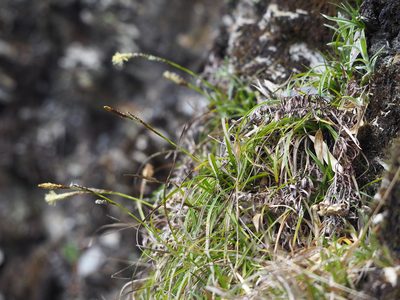 Carex odontostoma, photographed by 葉子