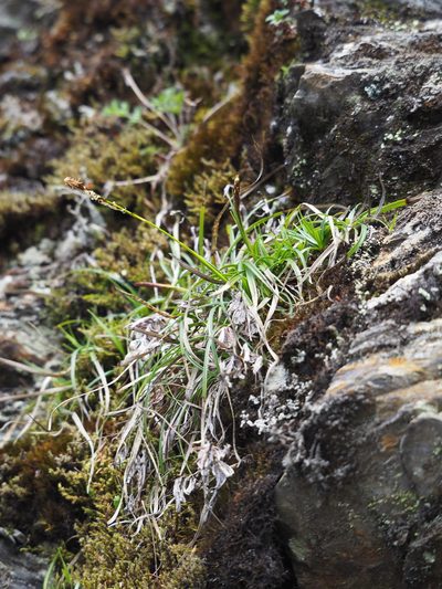 Carex odontostoma, photographed by 葉子