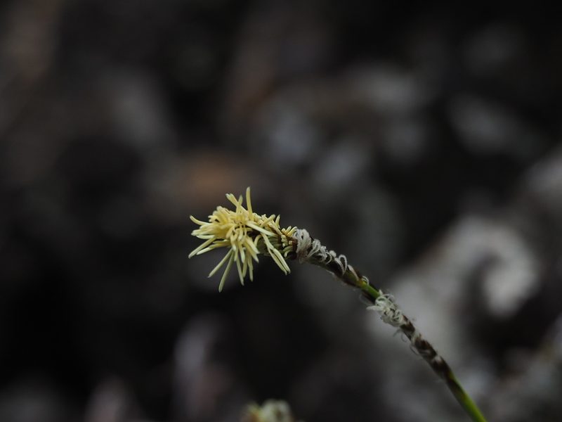 Carex odontostoma, photographed by 葉子