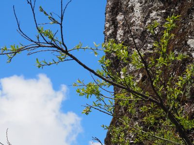 Salix fulvopubescens, photographed by 葉子
