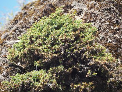 Juniperus formosana, photographed by 葉子