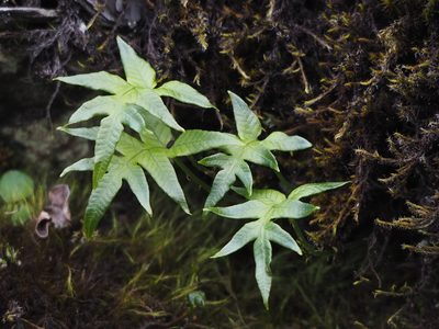 Selliguea quasidivaricata, photographed by 葉子