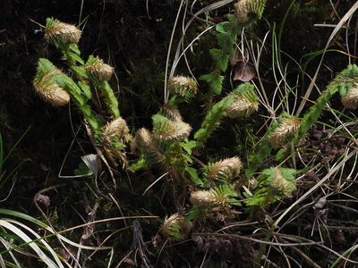 Polystichum sinense, photographed by 葉子