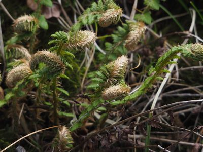 Polystichum sinense, photographed by 葉子