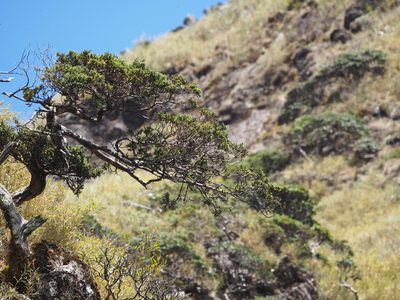 Juniperus squamata, photographed by 葉子