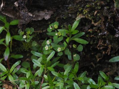 Chrysosplenium hebetatum, photographed by 葉子