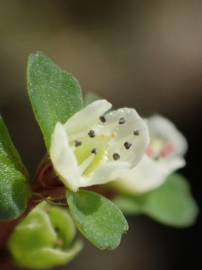 Chrysosplenium hebetatum, photographed by 葉子